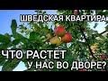 Живем в квартире, что растет во дворе? / Приобрести яблоки в Швеции бесплатно? / Замораживаю яблоки