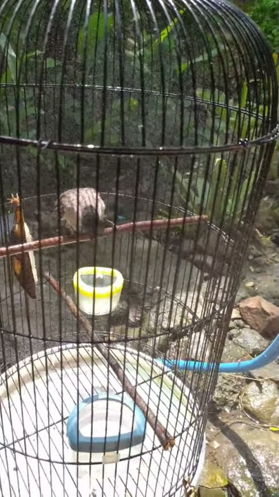 Story wa 30 detik burung kutilang
