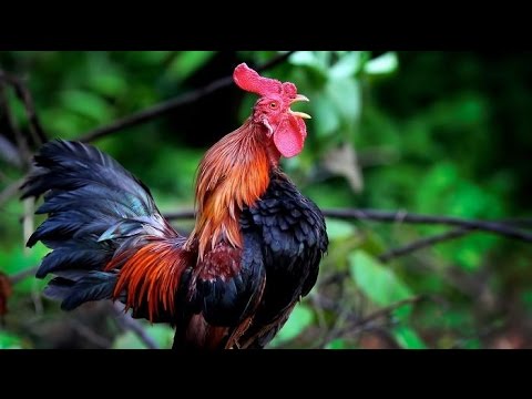 Mengejutkan Ternyata Inilah Alasan Ayam  Jantan Selalu 