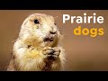 Raising pups in the Badlands | Prairie Dogs