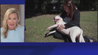 Florida lawmakers push bill that would make abandoning pets during natural disasters a felony