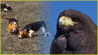 Rabbit Hunting With a Hawk and Beagles