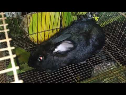Video: Hướng dẫn giống thỏ: Thỏ trắng New Zealand
