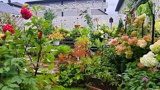 Walk with me | Morning Relaxing Garden Tour #garden #gardentour #gardening #flowergarden #flowers by Life Home and Garden with Ana Rica 1,581 views 8 months ago 18 minutes