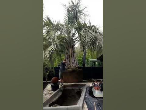 Winterharte Palme Butia Capitata beim einpflanzen) YouTube
