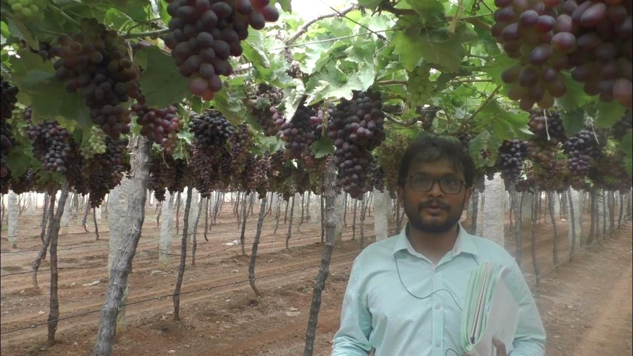 Famous Grapes farming in Karnataka india/grapes farming in kannada