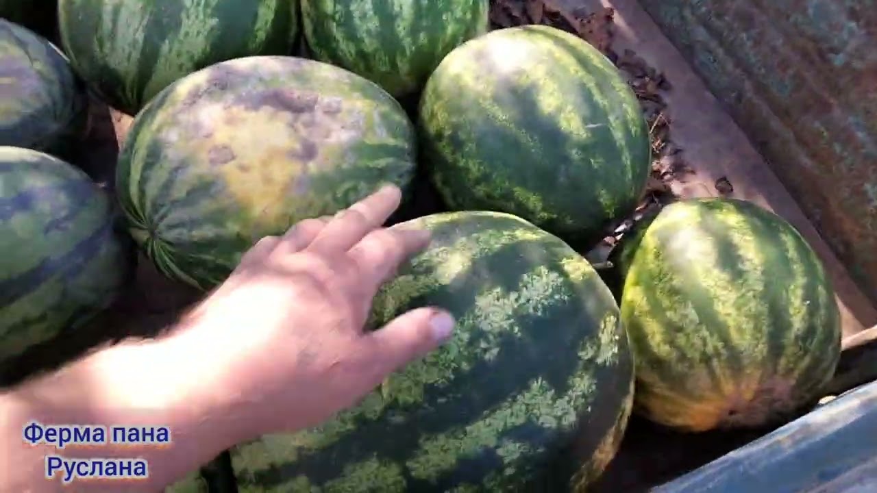 Перша вибірка кавуна 🍉 /// чи є він  та який?