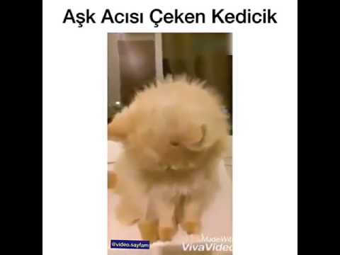 Ask acısı ceken kedi