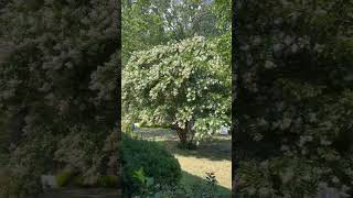 What trees look like? #nature #artistlifestyle #storyteller #treestory #natureshortvideo #short