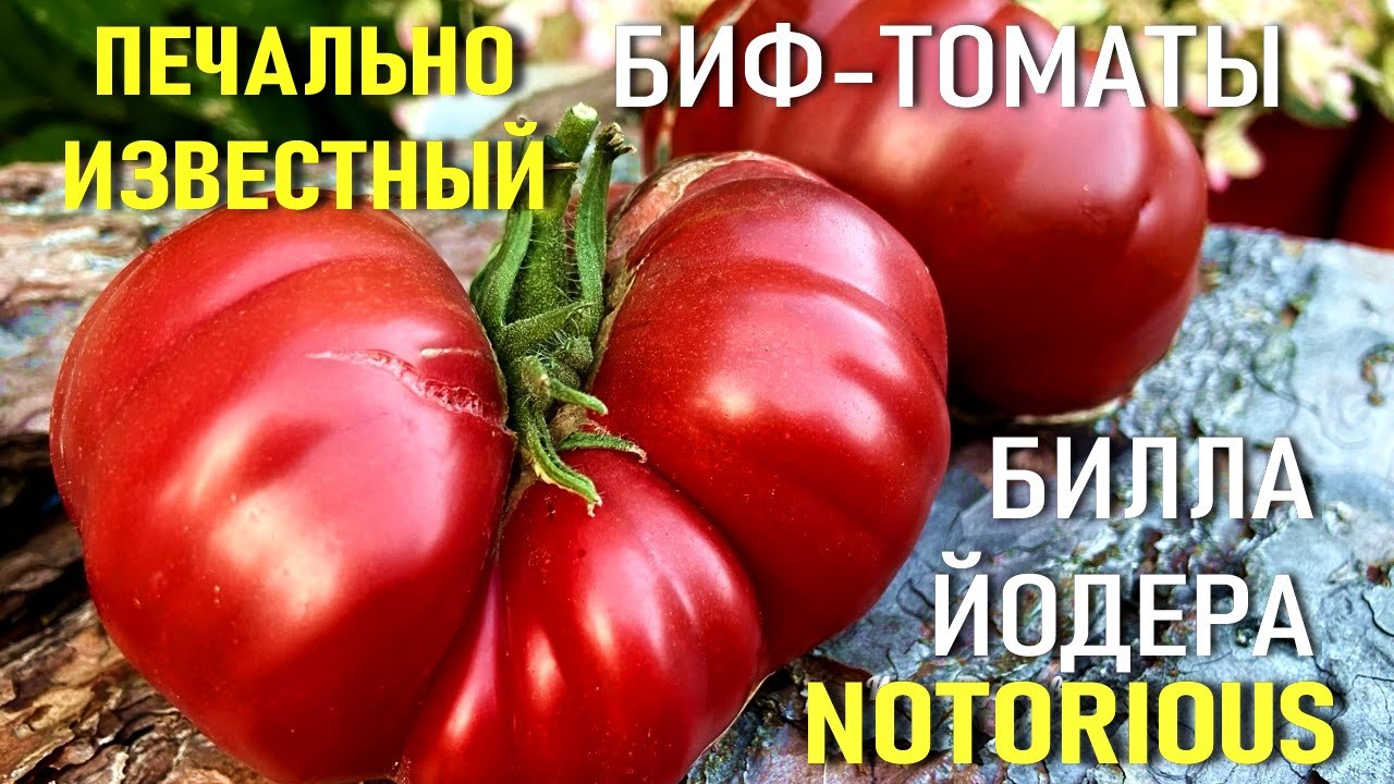 БИФ-томат NOTORIOUS ПЕЧАЛЬНО ИЗВЕСТНЫЙ Билла Йодера из музыкальной серии Дюран Дюран - ВЫБОР 2026