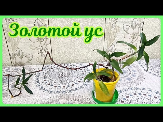 Каллизия душистая. Пересадка в кашпо.