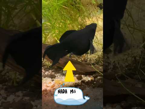 Video: 3 formas de reducir los niveles de amoníaco en un acuario de peces