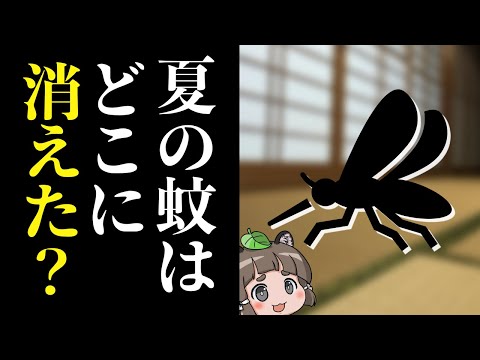 【あの生き物は今】なぜ蚊は日本の夏から姿を消したのか?