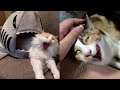 BEST CAT MEMES COMPILATION OF 2020 - 2021 PART 53 (FUNNY CATS)