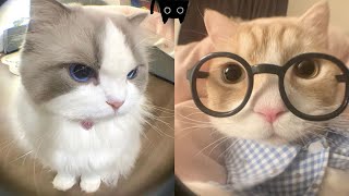 The Funniest Animals 😄 New Funny Cat Videos 😹 - Fails of the Week #32 by Synth Groove 1,399 views 4 days ago 17 minutes