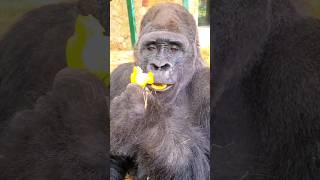 Crunch Crunch!  #Silverback #Gorilla  #Asmr #Satisfying