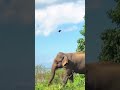 Elephant on wilpattu Reserve in Sri Lanka #video #travel #Hotel#🐘🐘