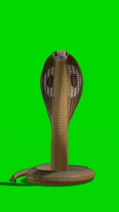 Snake green screen video 9 #copyright#snake#shorts  #foryou#capcut #🐍 #graphicdesigner#greenscreen