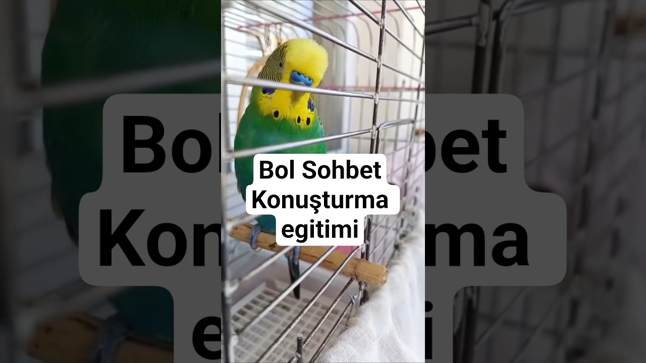 Muhabbet kuşu Konuşturma #konuşankuş #konuşanmuhabbetkuşu #muhabbetkuşu #birds #budgies