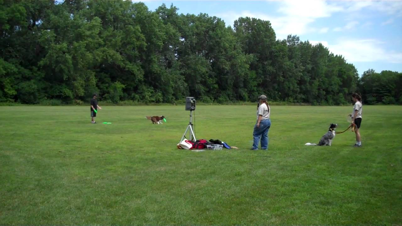 Twin Cities Disc Dog Club YouTube