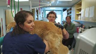 Continuing Education Series: Veterinary Urgent Care Center and BluePearl Pet Hospital