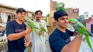 Bolna Waly Raw Parrots La Aiy