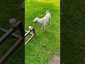 Dogos love #trendingshorts #doglife #dogs