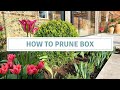 How To Prune Box Topiary / Buxus Sempervirens Pruning