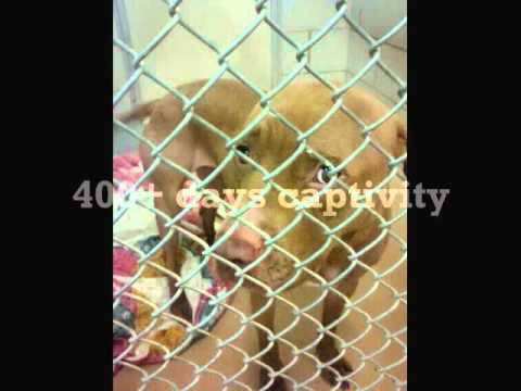save prada by save a pitbull productions wmv youtube