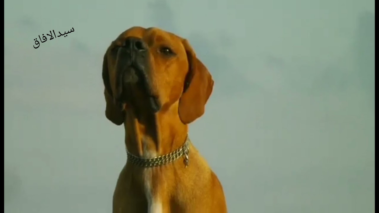 débourrage pointer anglais تدريب بونتر انجلزي... #سيدالافاق