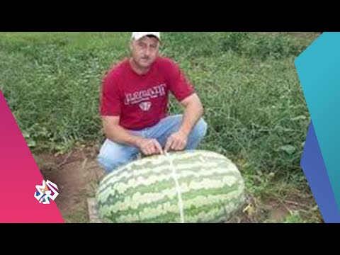 مزارع سوري يجني أكبر ثمرة بطيخ في العالم اكتشفوا الحقيقة بوليغراف