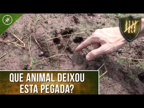 Rastreamento de animais e pessoas: Identificando os rastros - Ep.01