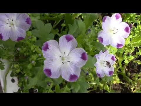 Видео: Уход за цветком Немофилия: как выращивать пятиточечные полевые цветы