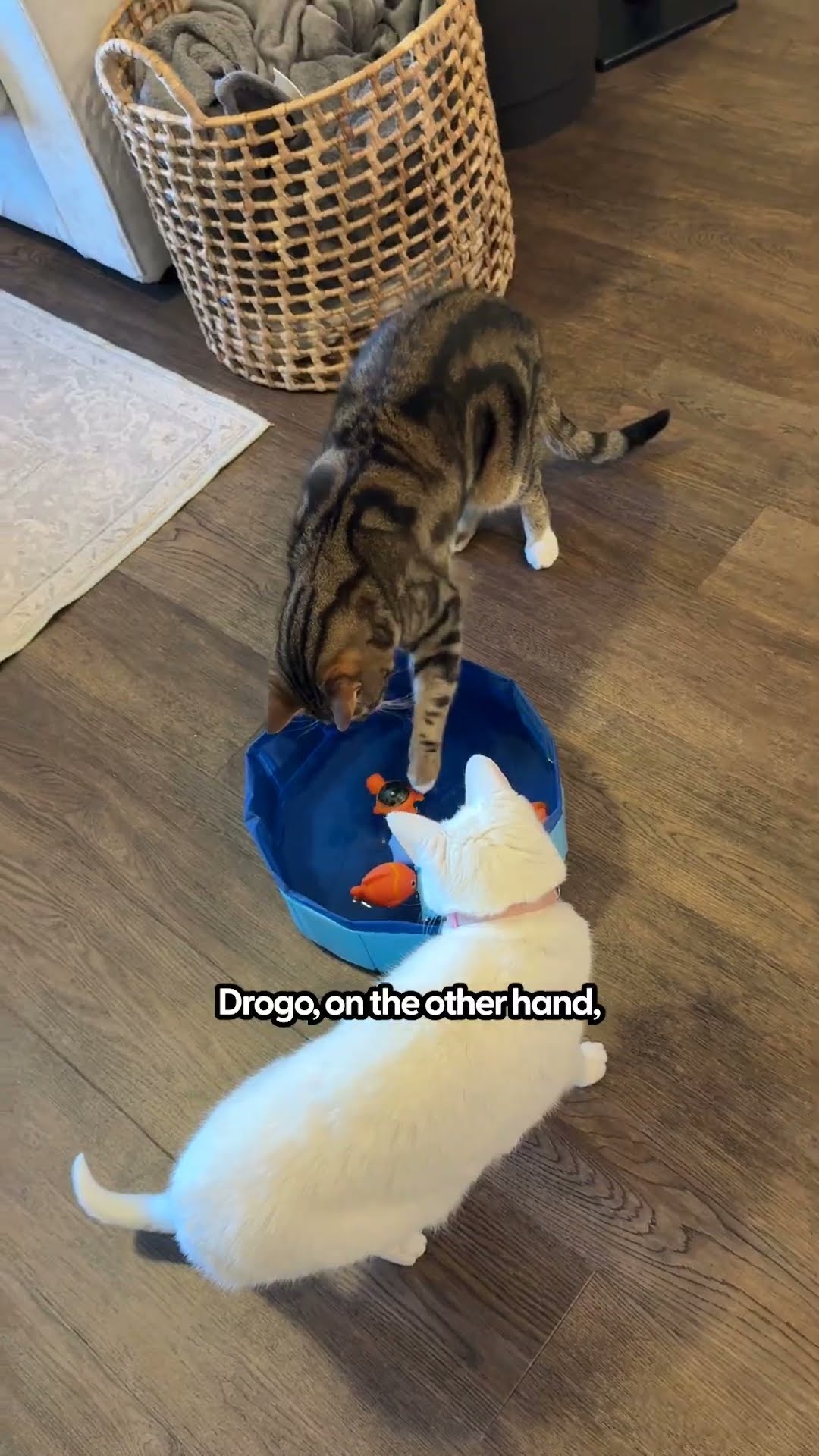 Cat's React To New Pool Toy | The Pack
