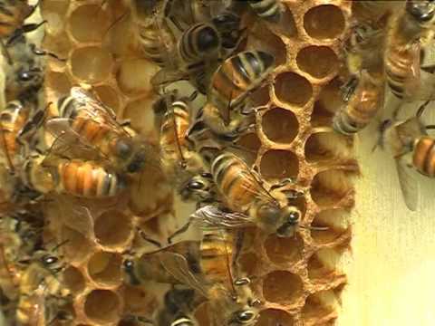 Video: Come si chiama l'ape nel film sulle api?