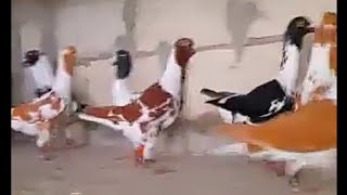 سيكيات بدناب بيض ماشالله عليهم متل الذهب    Birds   pigeons