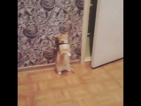 Коту одели ошейник от блох....и что то пошло ни так Коту одели ошейник от блох....и что то пошло ни так