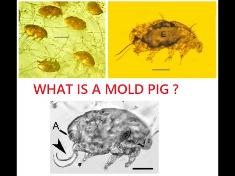 Mold Pig Fossils - What are they?