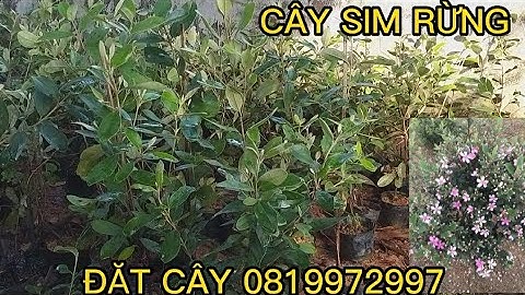 Cây Sim Rừng ship cod toàn quốc ra hoa vụ sau có hình minh họa 0819972997