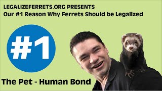 LegalizeFerrets #1 Reason why ferrets should be legalized in California by LegalizeFerrets.org 44 views 5 months ago 2 minutes, 30 seconds