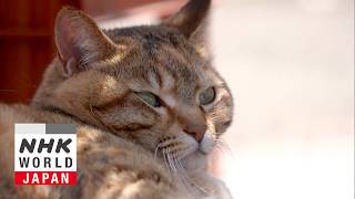 Fukui: Cats Along the Shore - A Cat's-Eye View of Japan