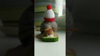 Cute African Snail In A Cap