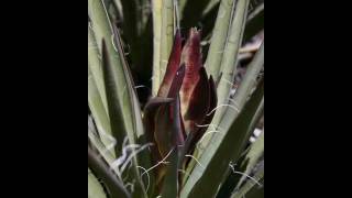 Spring 2010.wmv