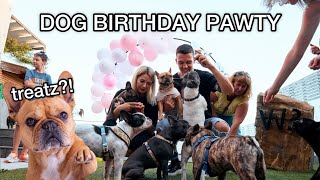 Dog’s Birthday Party / 20 Frenchies (EPIC, UNREAL) by Isa, Hugo & Tom French Bulldog 22,858 views 2 years ago 11 minutes, 55 seconds