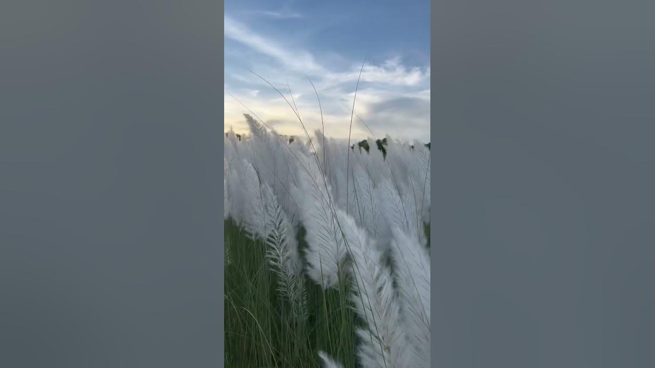 Peace 😌sunset 💫#song #shorts #peace #viral #subscribe #like #sunset