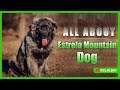 All about the estrela mountain dog