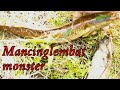 traditional fishing// mancing monster lembat #mancinglembatmonster #traditionalfishing