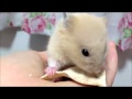 はじめてのばななちっぷ