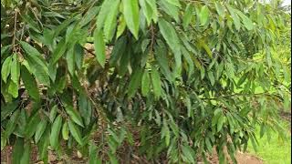 PERKEMBANGAN POHON DURIAN DIBEKAS SAWAH.