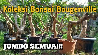 Inspirasi Bonsai Bougenville Jumbo